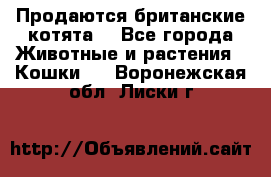 Продаются британские котята  - Все города Животные и растения » Кошки   . Воронежская обл.,Лиски г.